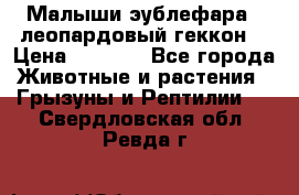 Малыши эублефара ( леопардовый геккон) › Цена ­ 1 500 - Все города Животные и растения » Грызуны и Рептилии   . Свердловская обл.,Ревда г.